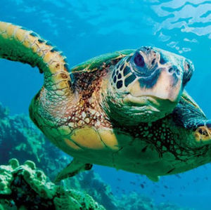 Meet your Posher, Turtlegirl